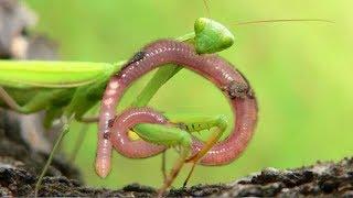 Unbelievable Mantis knock down Long Worm | Welcome To Mantis Island