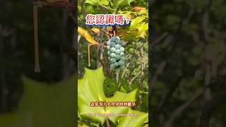 台灣大表姐帶上煙台表妹_上海表妹_青島表妹_挖中藥材來到了山里