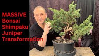 Massive Bonsai Transformation - Shimpaku Juniper transformed into stunning old looking bonsai