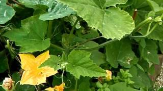 Permaculture Abundance from Heritage Seeds and Biodiversity at Bealtaine Cottage Gardens, Ireland