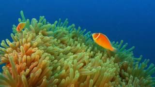 Wonderful underwater world part Two- Australia and Oceania Cudowny podwodny świat część 2