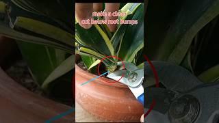 Snake Plant Propagation that You Must Try