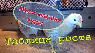 Таблица роста мини мясных кур // Мое хозяйство