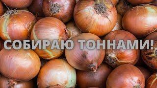 Посадка лука под зиму