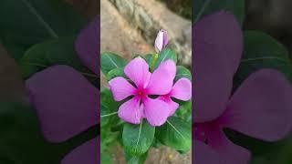 my home garden ###