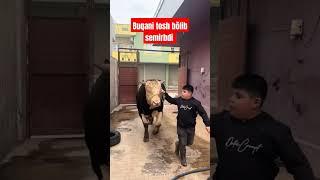 Tosh buqa #buqaboqish #simmental #angus #bull #qoybozor #sigirboqish #qoyboqish#türkiye#istanbul