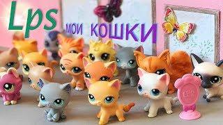 LPS/ моя КОЛЛЕКЦИЯ КОШЕК /cat collection Littlest pet Shop