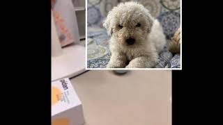 Cute n Funny Pets. Try NOT to Laugh!