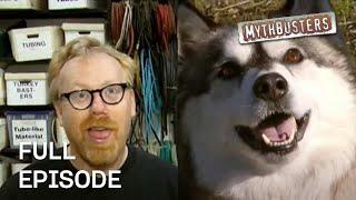 Dog Myths | MythBusters | Season 5 Episode 6 | Full Episode