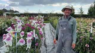 How to Cross-Pollinate Zinnias by Hand