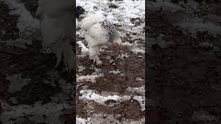 brahma rooster. video 2