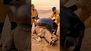 Giant snail clings to camel in desert urgent rescue #animalsrescue #wildlife #desert #camel