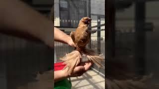 #pigeon #pegions #tauben #golubi #golub #kabootar #kabutar #kabootarba #reels #rek