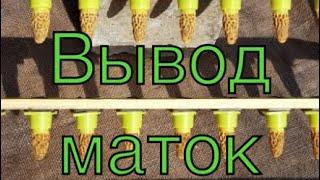 ВЫВОД МАТОК!!! Холодный май, семьи-воспитательницы!!!