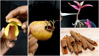 Amazing idea for grow cinnamon plant at home from cinnamon || Best method for planting at home