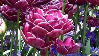 Tulip 'Dream Touch' - FarmerGracy.co.uk