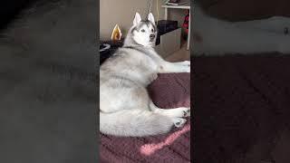 Реакция на слово Гулять  #хаски #husky #dog #собака #смешно #funny #marinasama