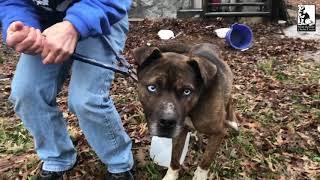 Break the Chains - Stray Rescue of St.Louis