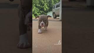#canineworld #babyanimal #puppy #babydog #microbully #microbull #bulls #americanbully4life #dog