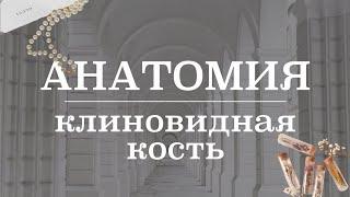 Клиновидная кость (строение, как запомнить) | Анатомия