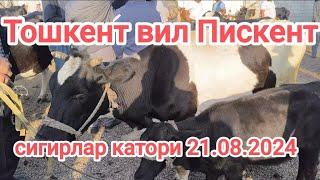 тошкент вил Пискент мол бозори сигирлар катори 21.08.2024