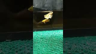 YELLOW DUMBO EAR BETTA FISH