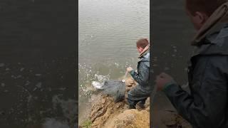 3 сазана за один бросок #casting #fishing #СибКаст