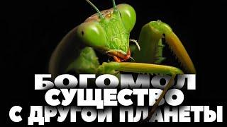 Богомол. Существо с другой планеты. "Очевидное - Невероятное" HD 1080.