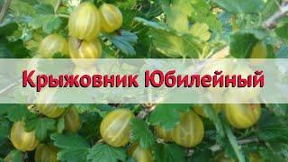 Крыжовник обыкновенный Юбилейный  Обзор: посадка и уход. саженцы крыжовника: описание и особенности