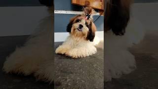 Shihtzu dog here to spread love  shihtzu dog #shihtzu #dog