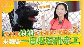 想幫助浪浪又不知從何開始嗎？帶你體驗「一日動物收容所志工」｜太報6起來