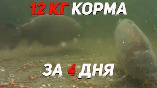 12 кг корма за 4 дня | Карпфишинг под водой