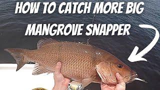 Chumming For HUGE Mangrove Snapper And FIGHTING OFF SHARKS!!