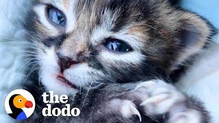 Woman Wasn't A Cat Person — Until She Met This Kitten | The Dodo Soulmates