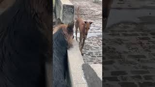 German shepherd VS chippiparai = Vikram Vedha  #germanshepherd #chippiparaidog #viral #fight #dogs