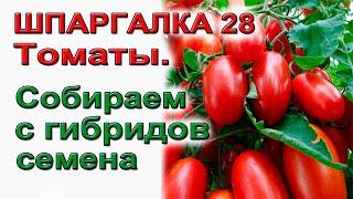 Как собрать семена гибридных томатов