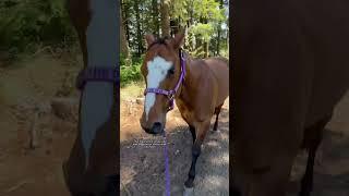 Rehabbing my EPM Horse! Contact your vet if you have worries about your horse. #horses #vetmed