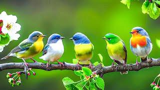 Relaxing Bird Sounds 4K ~ Birds Singing Heal Stress, Anxiety And Depression, Heal The Mind