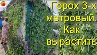 Очень большой горох 3 метра Большой урожай гороха Легкая подвязка гороха Peas