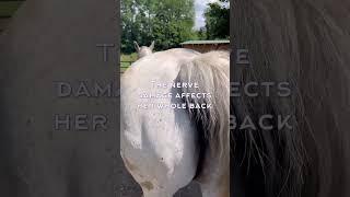 Barbaric Practice in the Show Horse World #reining #horse #showhorse #horserescue #animalrescue