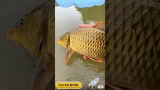 Fishing for MONSTER Fish w/ fishing bd  tv