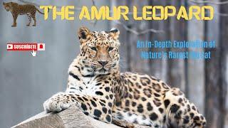 The Amur Leopard | An In-Depth Exploration of Nature’s Rarest Big Cat