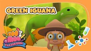 Green Iguana | Leo the Wildlife Ranger | Animal Facts for Kids