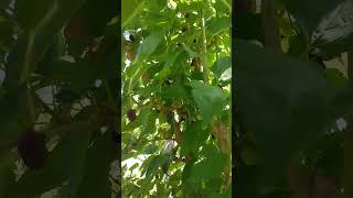 DWARF EVERBEARING MULBERRY