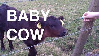 Baby Cow (Viper Higgins)