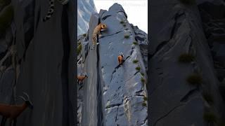  Mountain Goat Outsmarts Leopard in Death-Defying Cliff Escape! ‍️ #shorts #goat #leopard