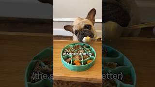 Puppy ASMR - 5 kibble toppers I add to my frenchie’s dinner #puppy #dog #pets #frenchbulldog #shorts