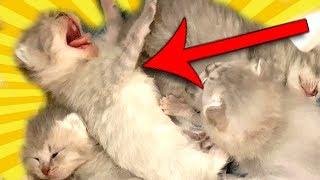 ХВАТИТ СПАТЬ!! Сказка про котят с озвучкой. Каждый котик такой