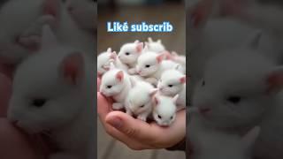 The cutest kitten collection that will melt your heart #funnycats #kitten #cat