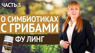 Родник здоровья | О Симбиотиках с грибами. Часть 3. Фу линг